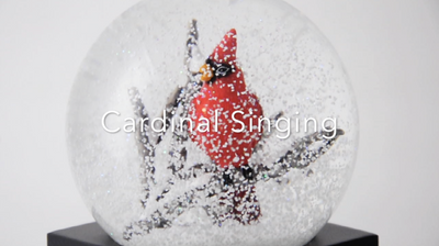Cardinal Singing Video